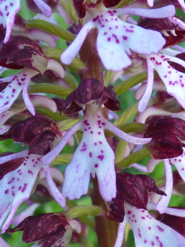 Orchis purpurea